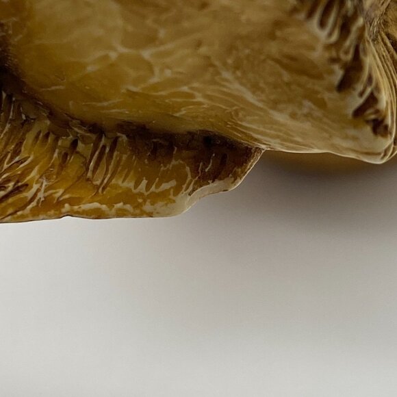 Harmony Kingdom Of the Same Stripe tiger trinket box jar England - Picture 10 of 12